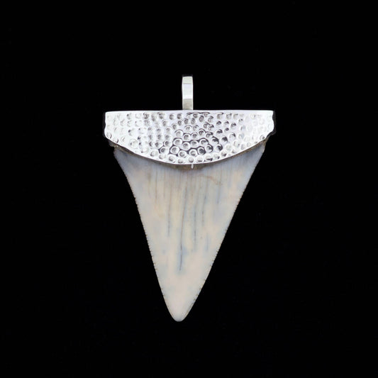 2-3/8" Fossil Great White Shark Tooth Pendant | Hammered Sterling Silver Cap