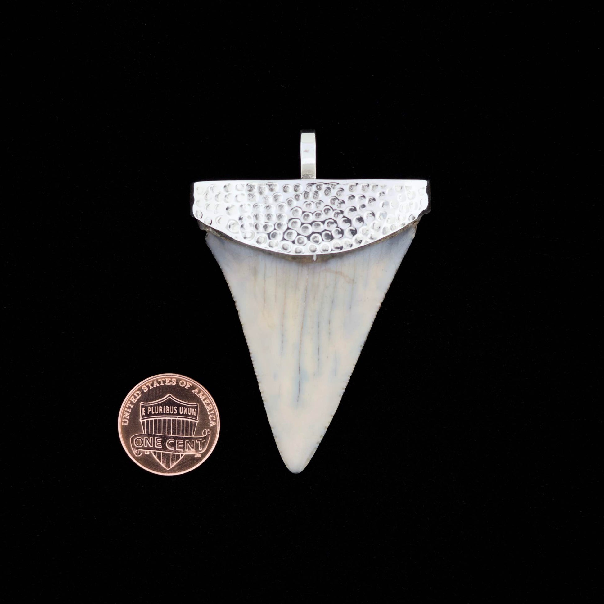 Fossil great white shark tooth pendant with hammered silver top on a black background, next to a U.S. penny for scale.
