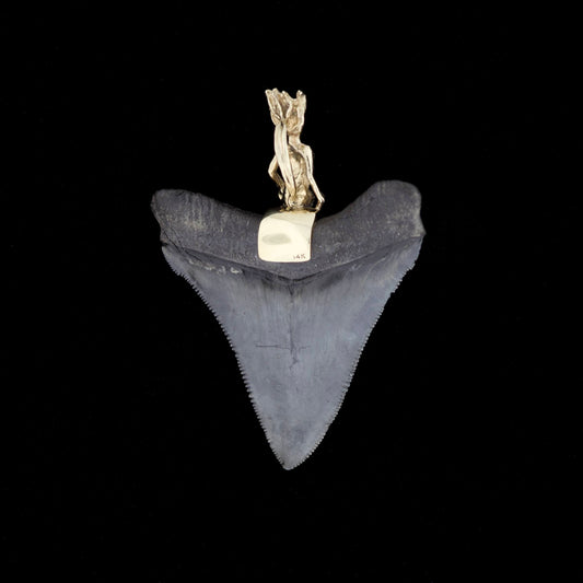 Megalodon shark tooth with a gold mermaid pendant on a black background