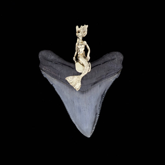 Megalodon shark tooth with a gold mermaid pendant on a black background