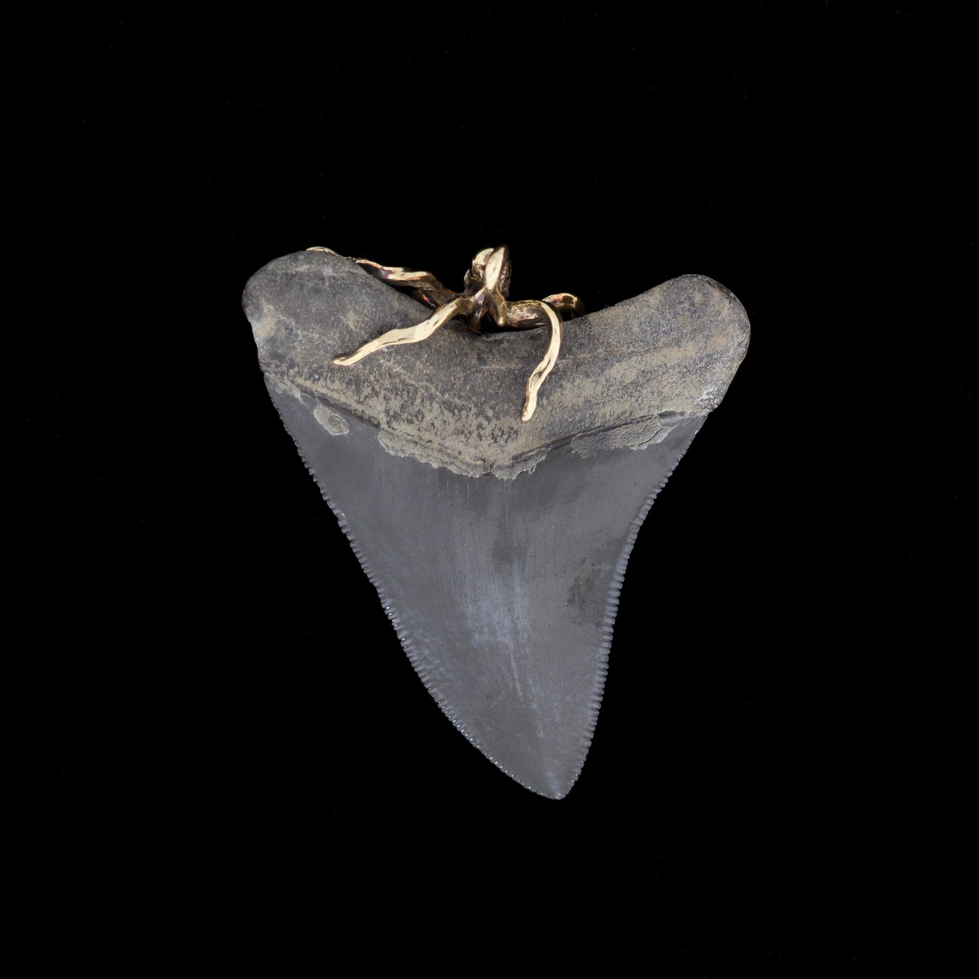 Fossilized megalodon shark tooth with gold octopus bail on top, on a black background.