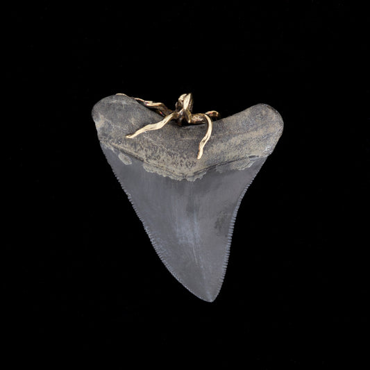 Fossilized megalodon shark tooth with gold octopus bail on top, on a black background.