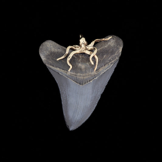 Fossilized megalodon shark tooth with gold octopus bail on top, on a black background.