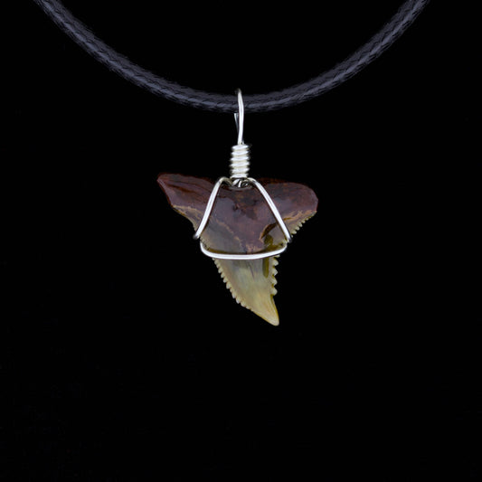 3/4" Fossil Snaggletooth Shark Necklace