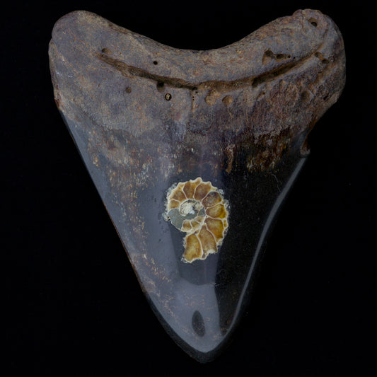 4.98" Megalodon Tooth with Ammonite Inlay | Polished Collector Specimen