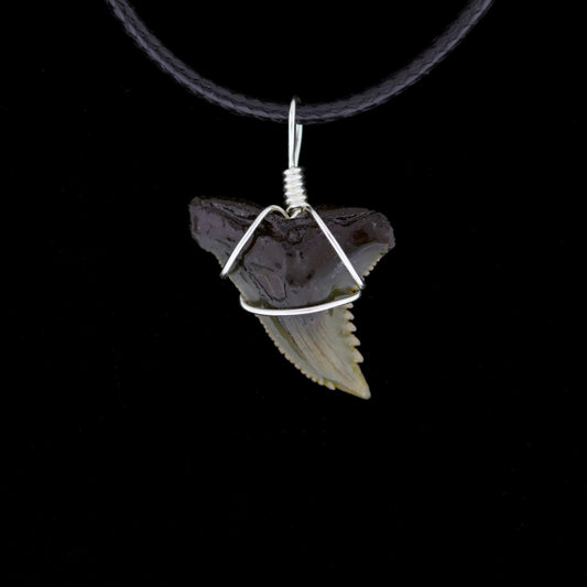 7/8" Fossil Snaggletooth Shark Necklace