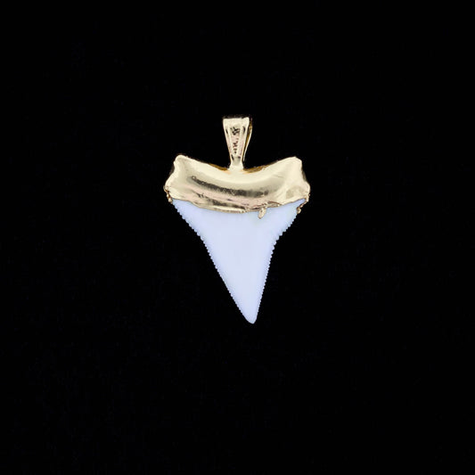 White tip shark tooth pendant with gold setting on a black background