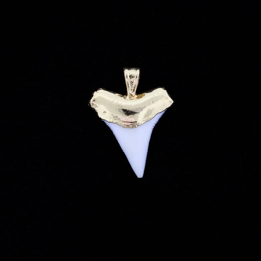 White tip shark tooth pendant with gold setting on a black background