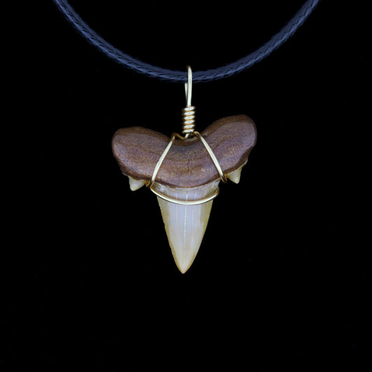 7/8" Pearl Brown Otodus Obliquus Necklace