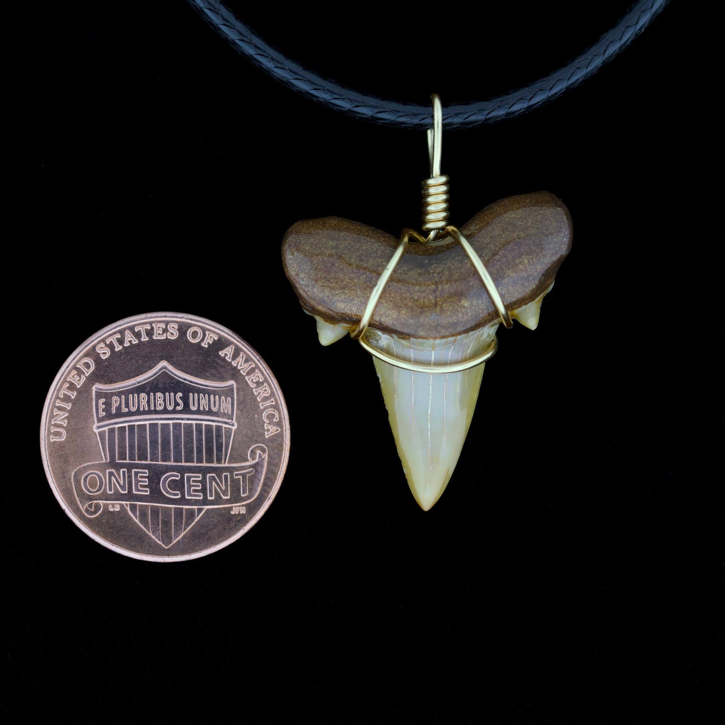 7/8" Pearl Brown Otodus Obliquus Necklace