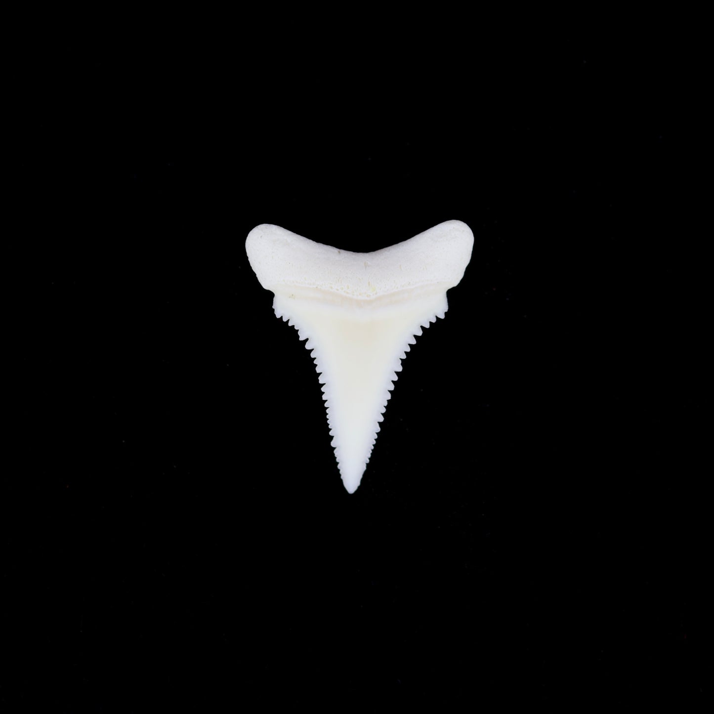 0.75" Modern Great White Shark Tooth