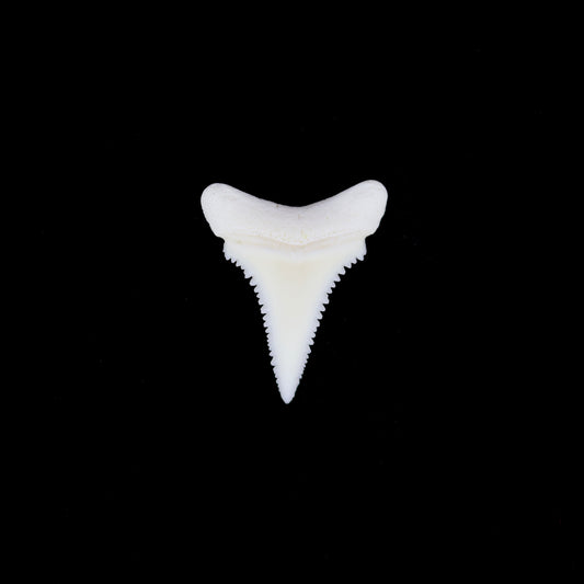0.75" Modern Great White Shark Tooth