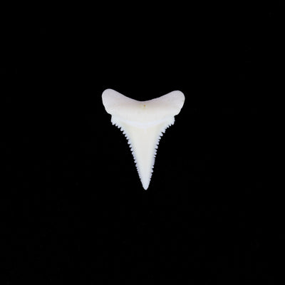 0.75" Modern Great White Shark Tooth