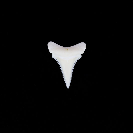0.75" Modern Great White Shark Tooth