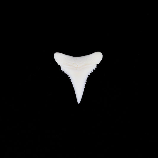 0.77" Modern Great White Shark Tooth