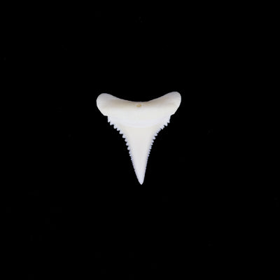 0.77" Modern Great White Shark Tooth