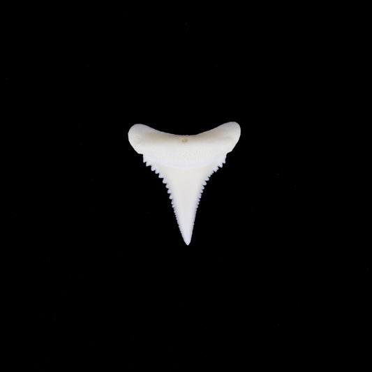 0.77" Modern Great White Shark Tooth
